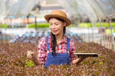Hidrofonik sistem, sebze ve ot ekme sağlık, modern gıda ve tarım tasarımı kavramları için toprağı kullanmadan..