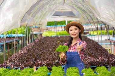 Hidrofonik sistem, sebze ve ot ekme sağlık, modern gıda ve tarım tasarımı kavramları için toprağı kullanmadan..