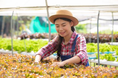Hidrofonik sistem, sebze ve ot ekme sağlık, modern gıda ve tarım tasarımı kavramları için toprağı kullanmadan..
