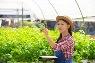 Hidrofonik sistem, sebze ve ot ekme sağlık, modern gıda ve tarım tasarımı kavramları için toprağı kullanmadan..