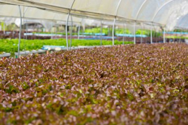 Hidrofonik sistem, sebze ve ot ekme sağlık, modern gıda ve tarım tasarımı kavramları için toprağı kullanmadan..