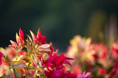 güzel renkli çiçek arkaplanı.