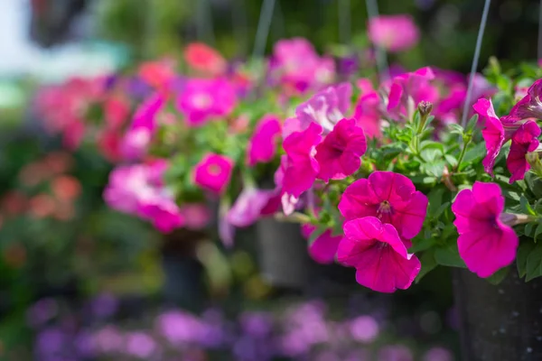 Fundo Bonito Flor Colorida — Fotografia de Stock