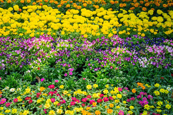 красивый красочный цветочный фон.