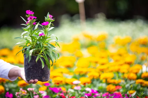 Ragazza Sta Ammirando Fiori Giardino — Foto Stock