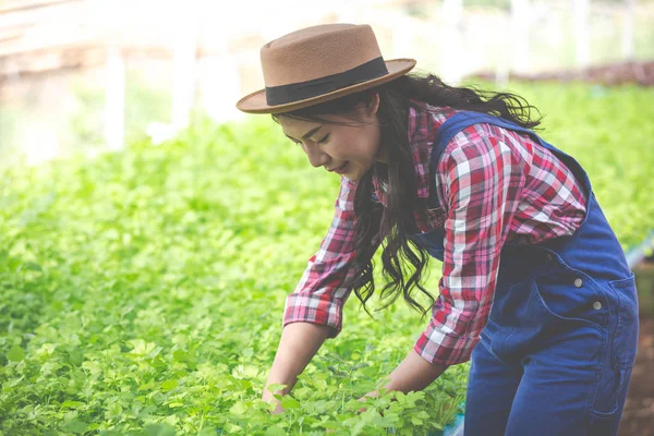 Hydroponics System Planting Vegetables Herbs Using Soil Health Modern Food — Stockfoto