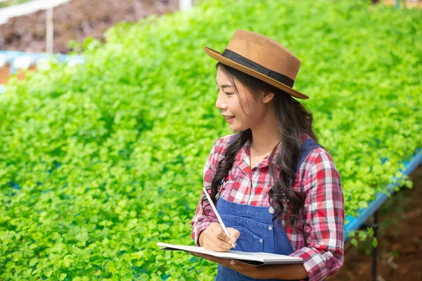 Hydroponics System Planting Vegetables Herbs Using Soil Health Modern Food — Stockfoto