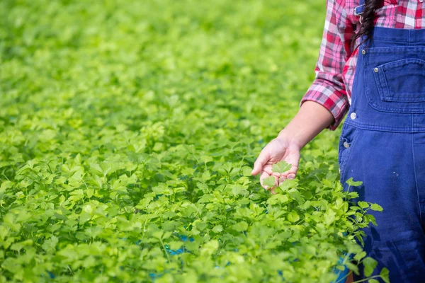 Hydroponics System Planting Vegetables Herbs Using Soil Health Modern Food — Stock fotografie