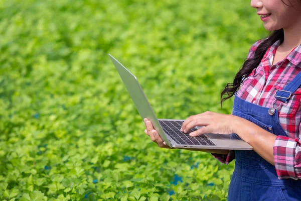 Hydroponics System Planting Vegetables Herbs Using Soil Health Modern Food — Stockfoto