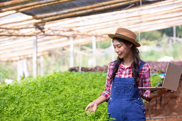 Hydroponics System Planting Vegetables Herbs Using Soil Health Modern Food — Stockfoto