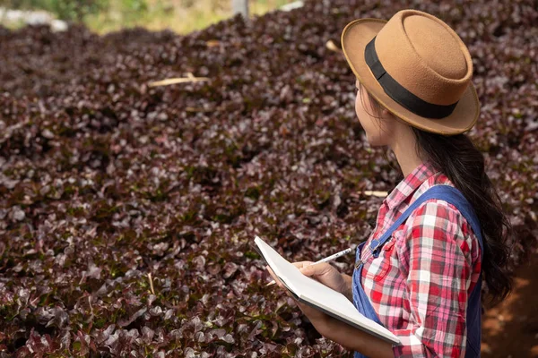 Hydroponics System Planting Vegetables Herbs Using Soil Health Modern Food — Stockfoto