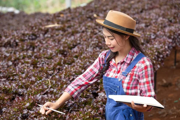 Hydroponics System Planting Vegetables Herbs Using Soil Health Modern Food — Stockfoto
