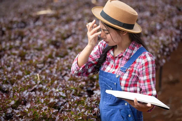 Hydroponics System Planting Vegetables Herbs Using Soil Health Modern Food — Stockfoto