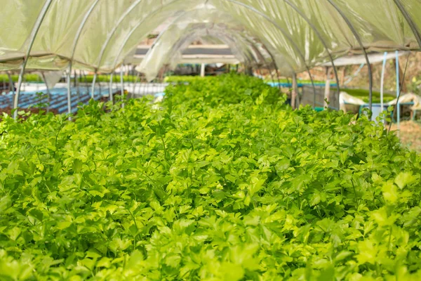 Hydroponics System Planting Vegetables Herbs Using Soil Health Modern Food — ストック写真