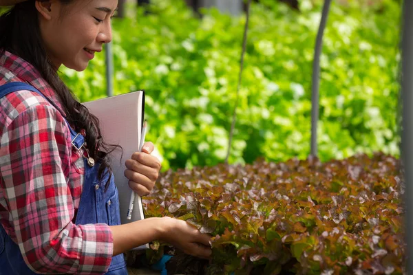 Hydroponics System Planting Vegetables Herbs Using Soil Health Modern Food — Stockfoto