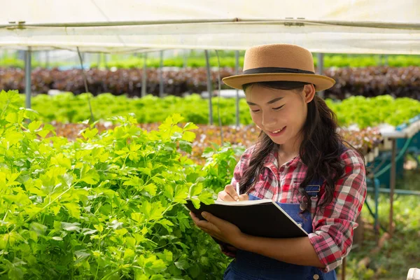 Hydroponics System Planting Vegetables Herbs Using Soil Health Modern Food — Stockfoto