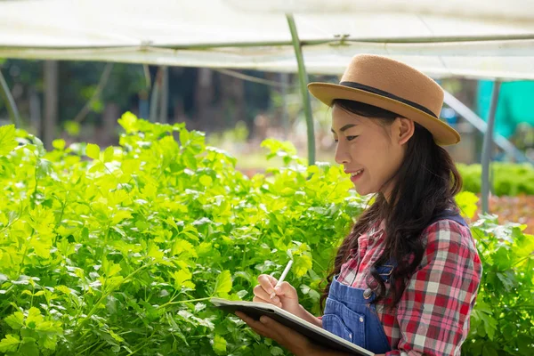 Hydroponics System Planting Vegetables Herbs Using Soil Health Modern Food — Stockfoto