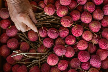 close-up shot of ripe Lychee fruits