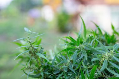 Esrar yaprakları eski ahşap üzerine.