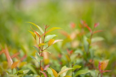Güzel yeşil bokeh yaprağı arkaplanı