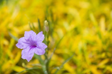 Güzel yeşil bokeh yaprağı arkaplanı