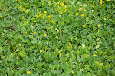 Background, green grass flowers, beautiful yellow flowers