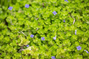 Arkaplan yeşili çiçekler güzel mor çiçekler