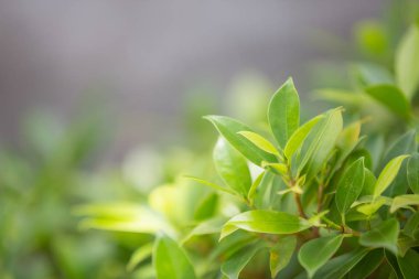 Yeşil yaprak bokeh arkaplan ve güzel yumuşak güneş ışığı