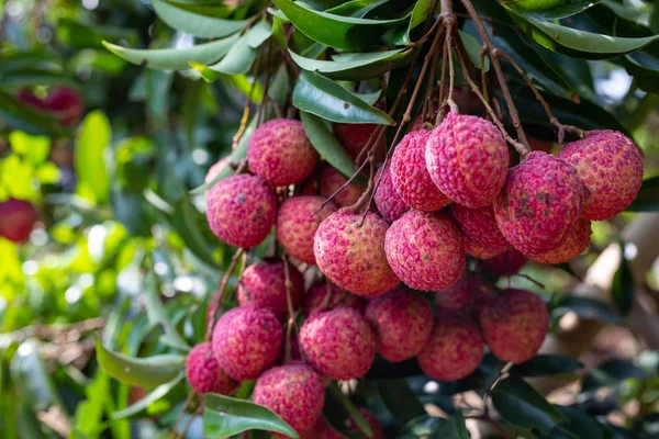 close-up shot of ripe Lychee fruits