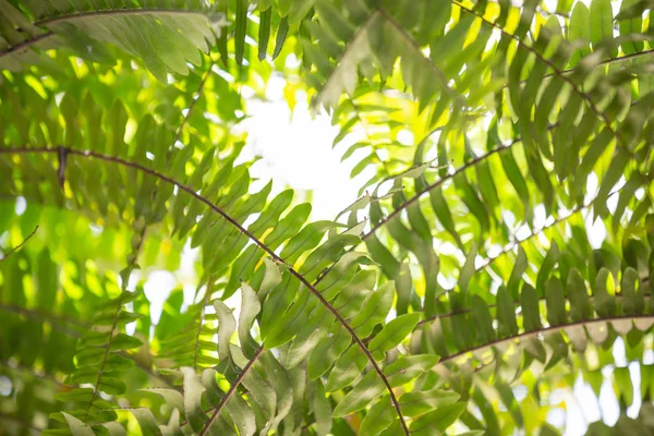 Green Leaf Bokeh Background Beautiful Soft Sunlight — 图库照片