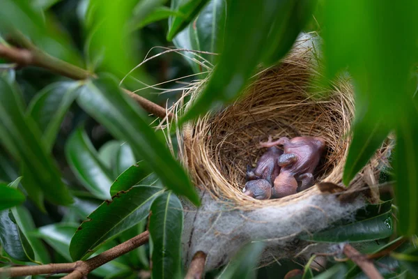 Small Bird Nest Tree — Stock fotografie