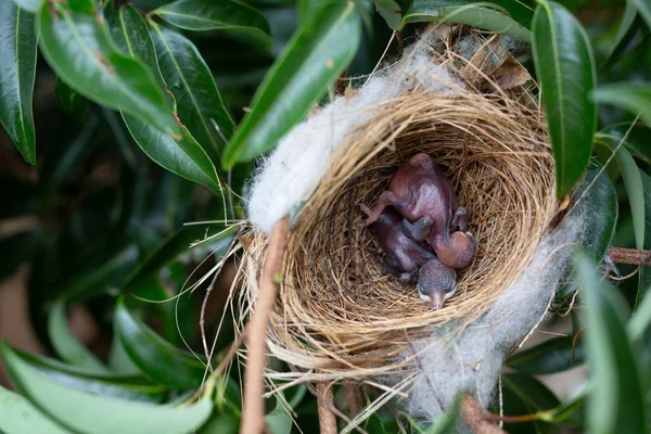 Small Bird Nest Tree — Stock fotografie