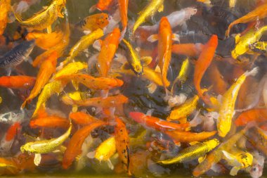 Japon kimonosu giyen güzel bir Asyalı kadın. Geleneksel kıyafet konsepti..