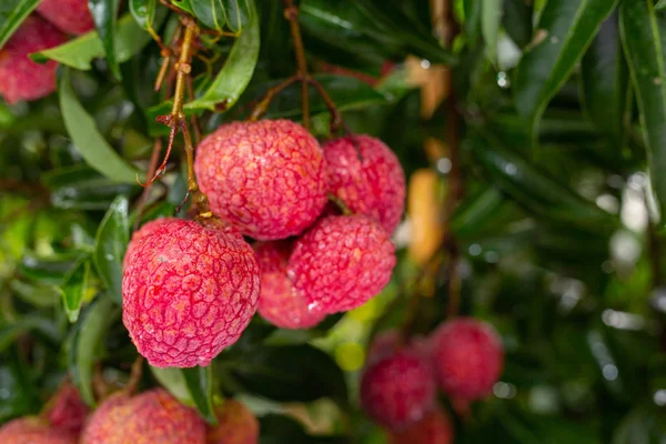 Close Shot Ripe Lychee Fruits Fotos De Bancos De Imagens Sem Royalties