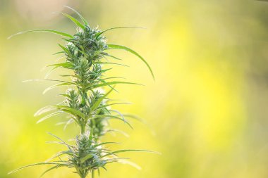 Marijuana leaves, Cannabis on beautiful background.