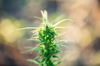 Marijuana leaves, Cannabis on beautiful background.