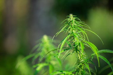Marijuana leaves, Cannabis on beautiful background.