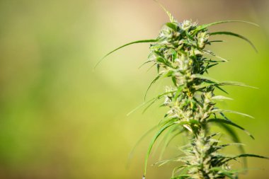 Marijuana leaves, Cannabis on beautiful background.