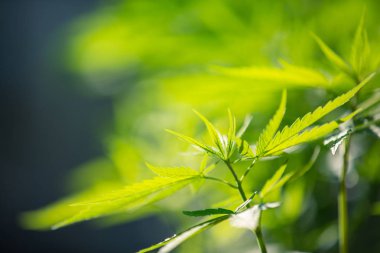 Marijuana leaves, Cannabis on beautiful background.