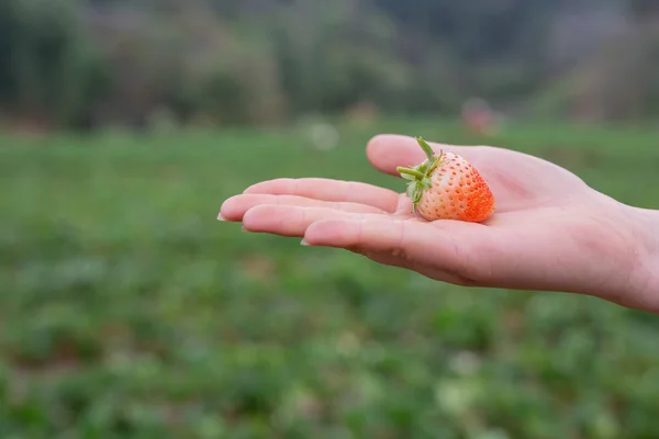 Tribal Girls Collecting Strawberries Farm Hill Tribe Woman — Φωτογραφία Αρχείου