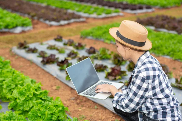 Inspection Vegetable Garden Quality Farmers Using Modern Agricultural Technology Concepts — Foto de Stock