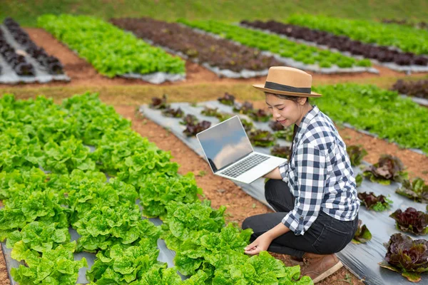 Inspection of vegetable garden quality by farmers using modern agricultural technology concepts.