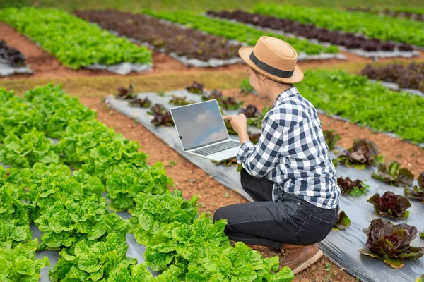 Inspeção Qualidade Horta Pelos Agricultores Utilizando Conceitos Modernos Tecnologia Agrícola — Fotografia de Stock