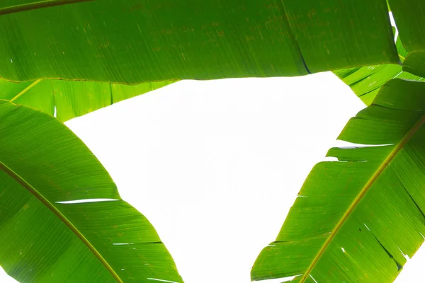 Background Green Banana Leaves Forest — Stock fotografie