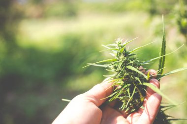 Yeşil marihuana arka planının yakın plan çekimi.