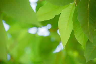 Yeşil yaprak desen arkaplan ve tasarım.