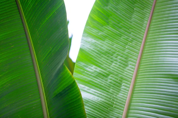 Background Green Banana Leaves Forest — 图库照片