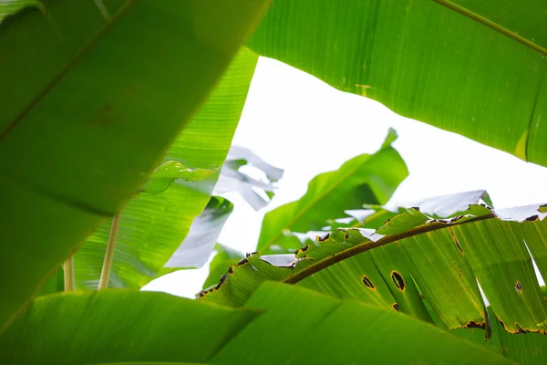 Fond Feuilles Banane Verte Forêt — Photo