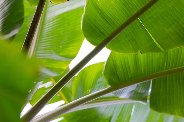 Background Green Banana Leaves Forest — 图库照片
