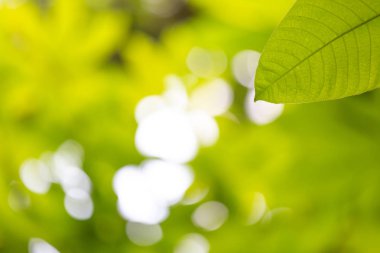 Ormanda yeşil yaprak arka planı.